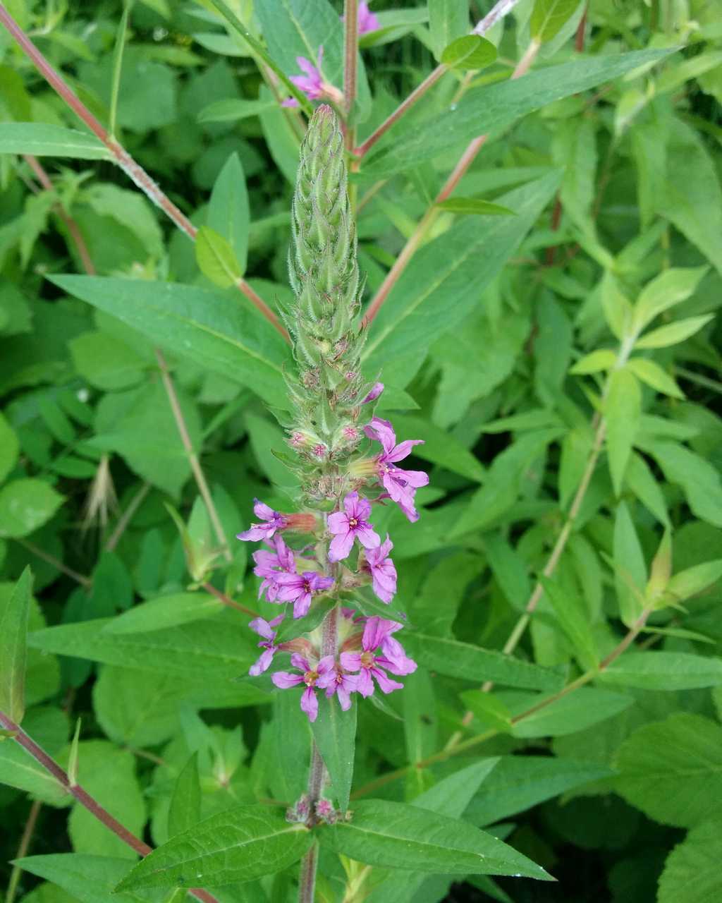 Lythrum salicaria / Salcerella comune